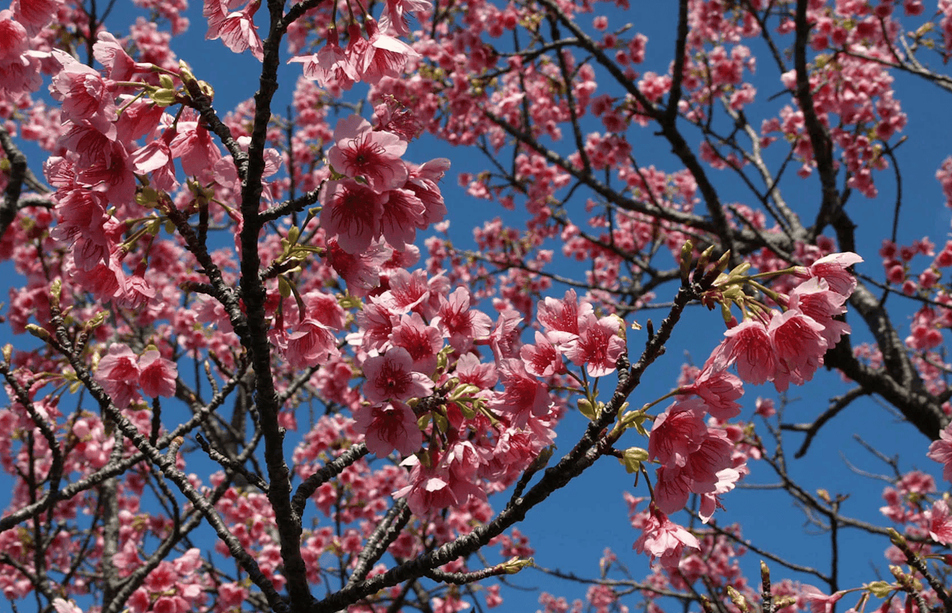 沖繩賞櫻｜3. 名護城公園